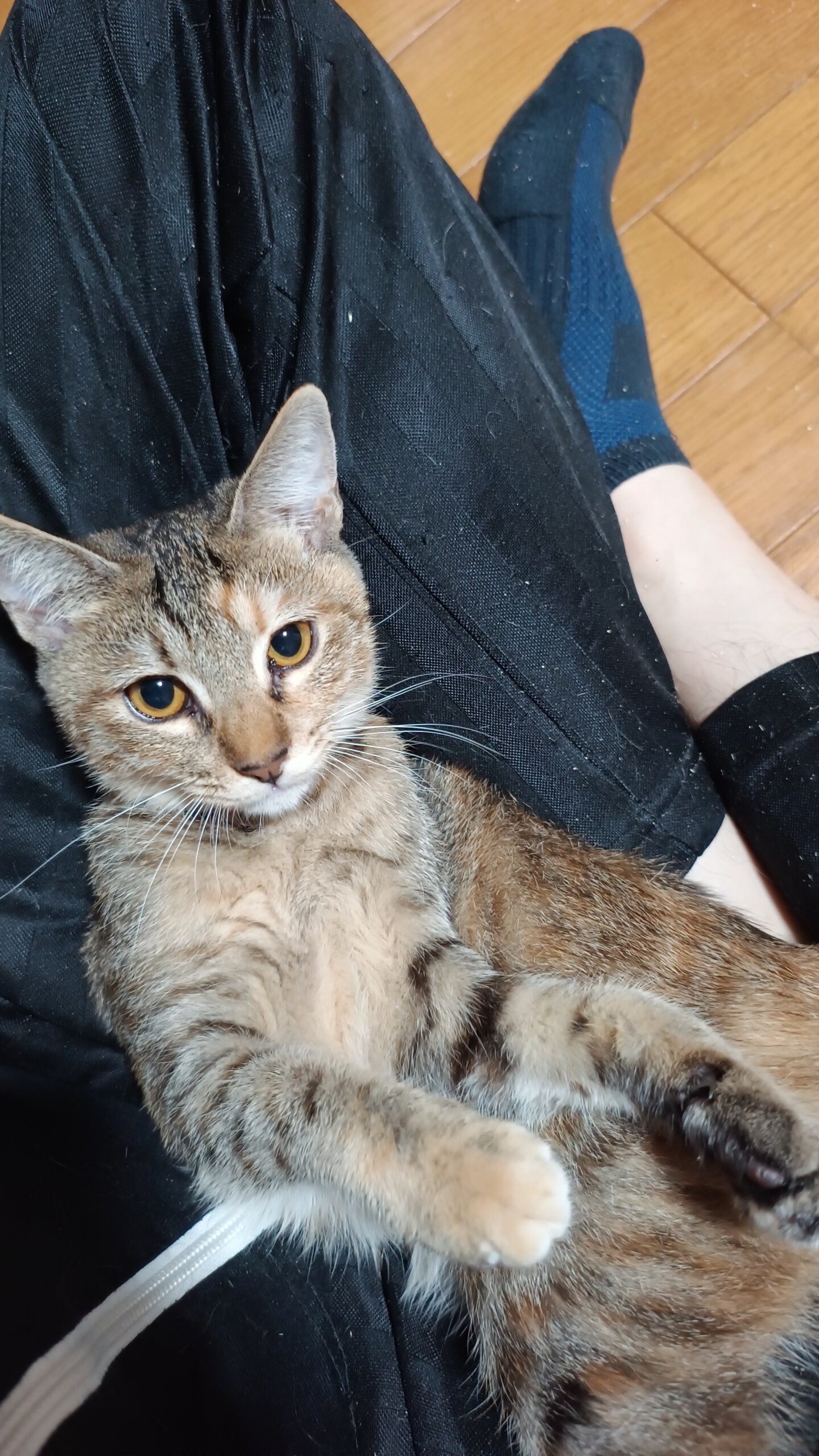 活発なおてんば猫