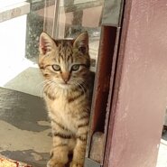 可愛がって下さる里親さんを募集しています!