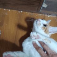 食いしん坊の男の子