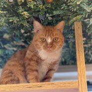 マイペースガールほのちゃん