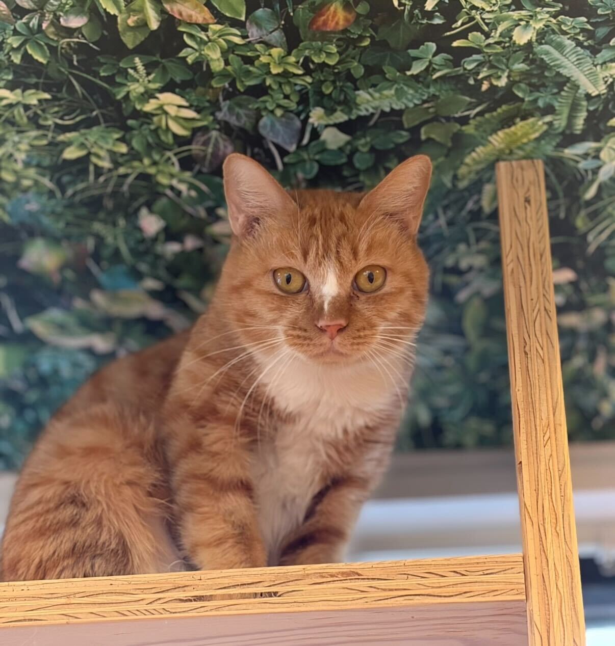 マイペースガールほのちゃん