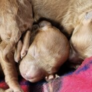 トイプードル子犬