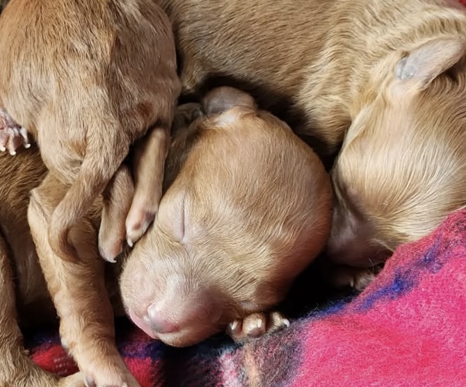 トイプードル子犬