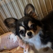 チワワロング女の子ももちゃん❤️
