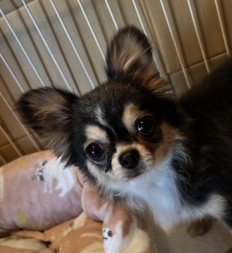 チワワロング女の子ももちゃん❤️