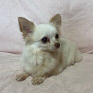 チワワロング女の子こむぎちゃん❤️