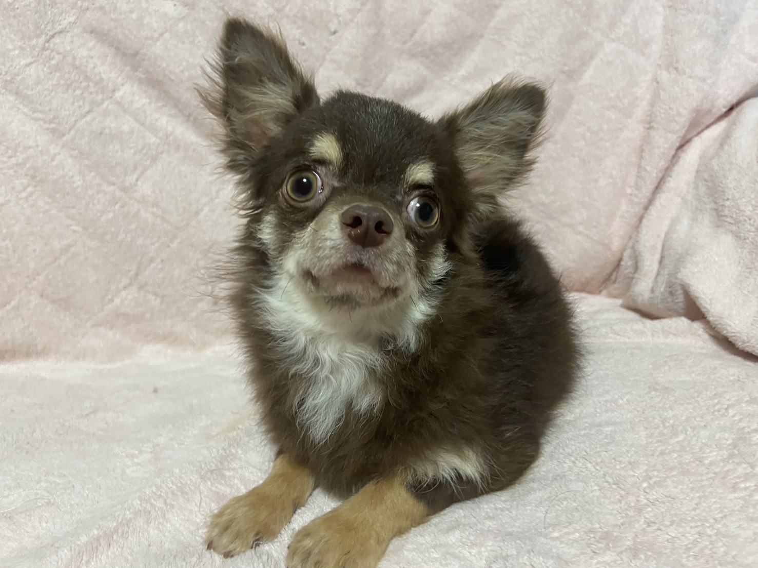 チワワロング男の子レオくん❤️