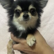 チワワ女の子りんごちゃん❤️