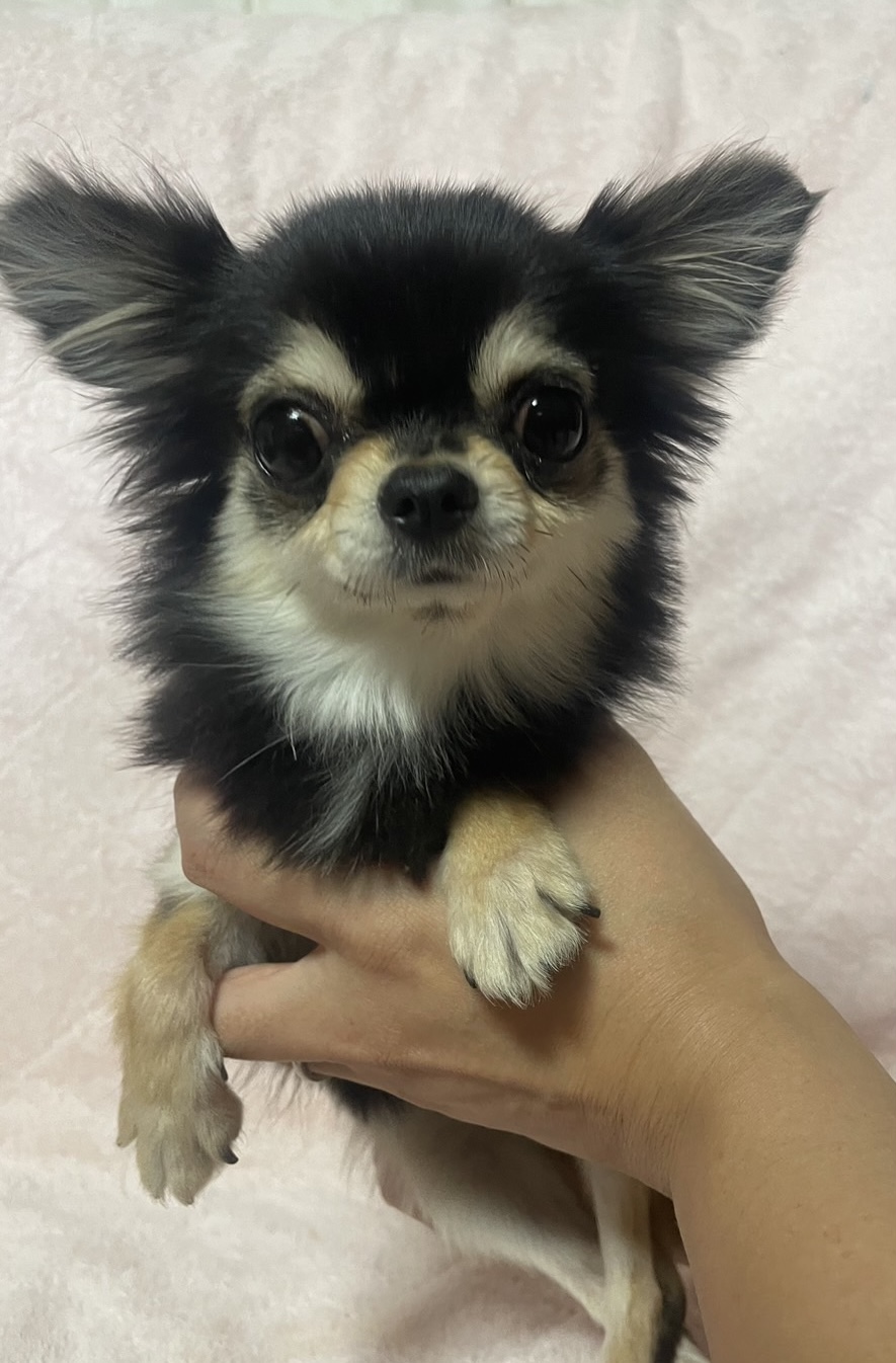 チワワ女の子りんごちゃん❤️