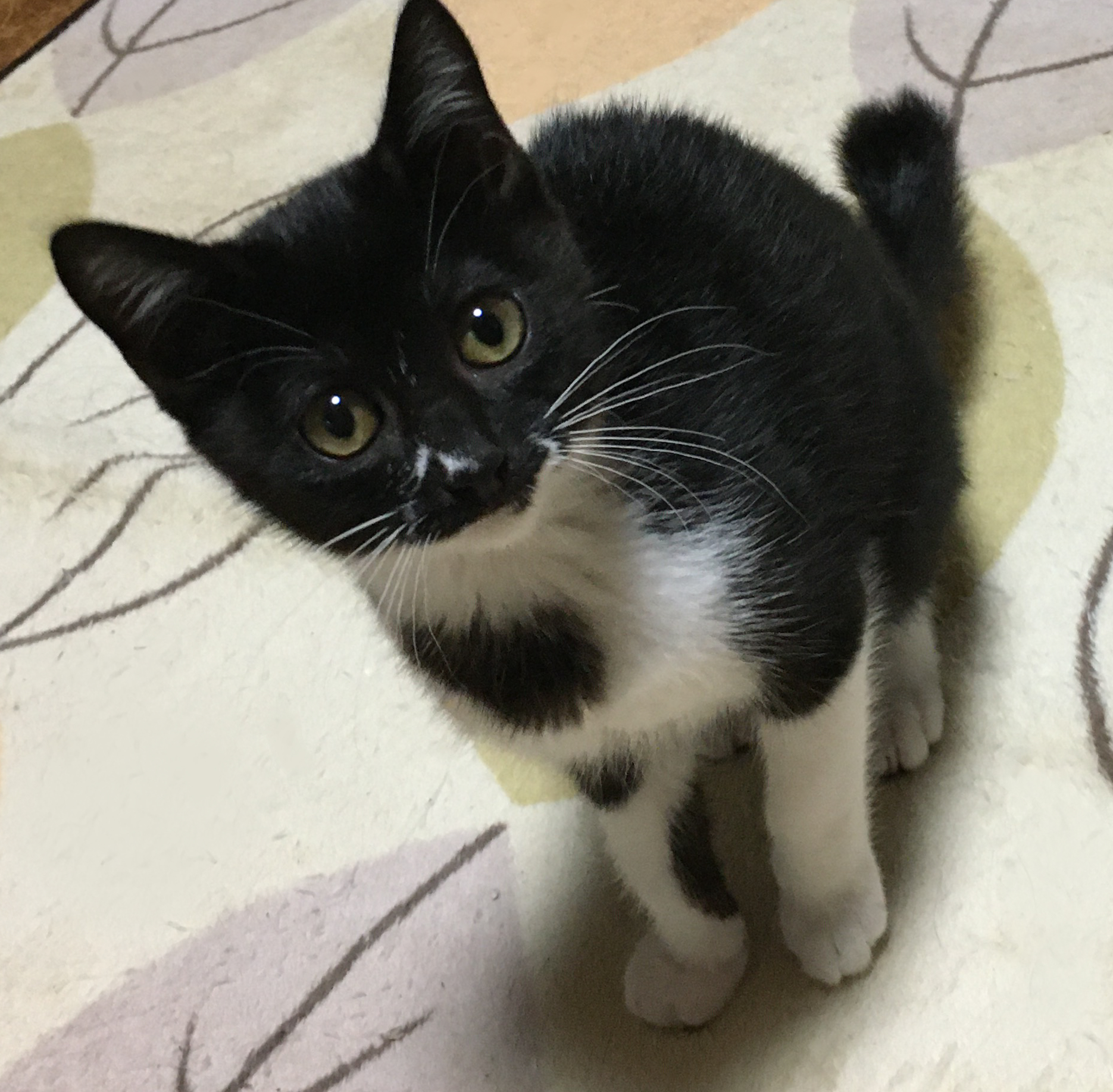 初心者向き！人が大好き甘えん坊『ごまちゃん』３カ月