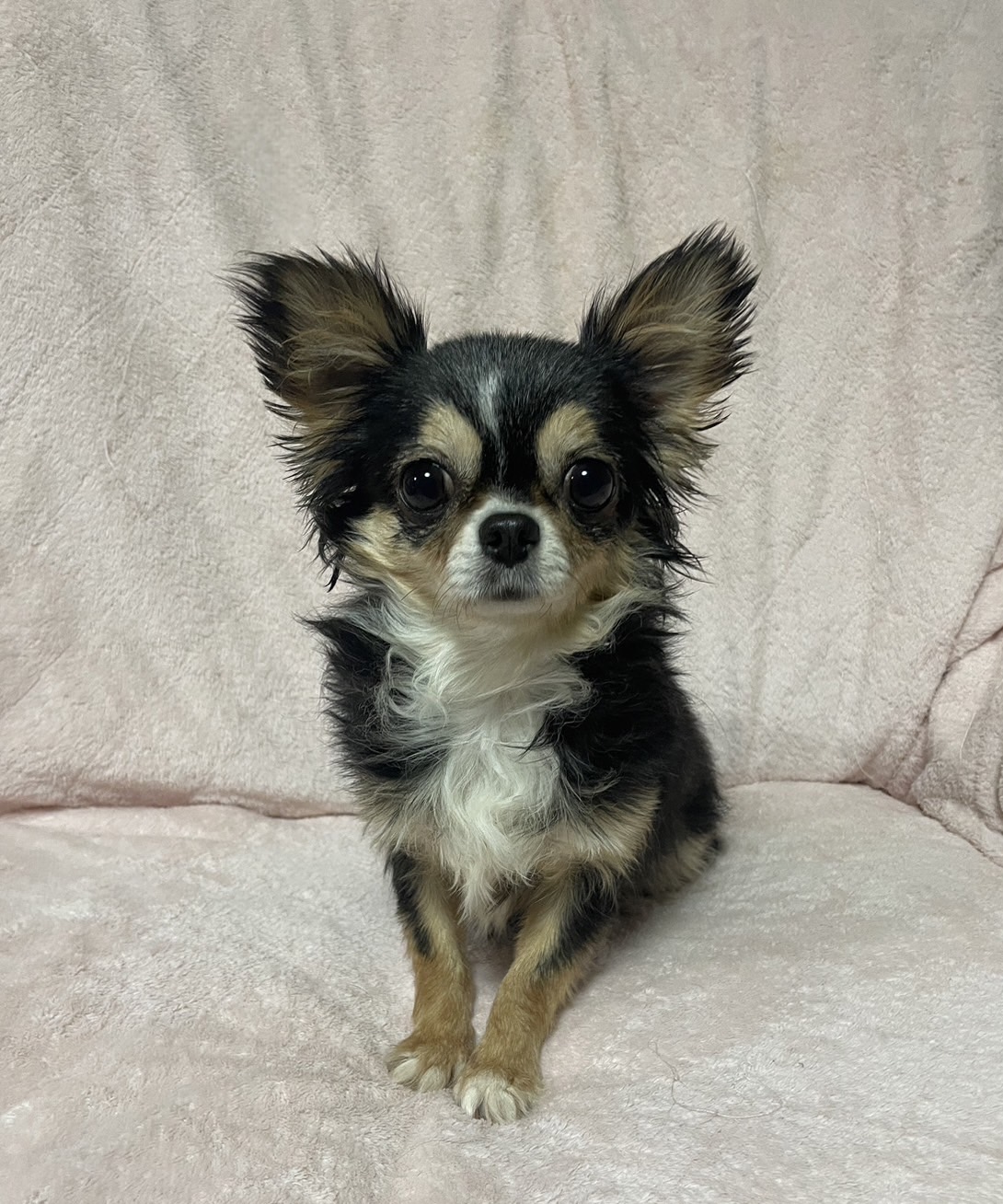 チワワロング女の子ももちゃん❤️