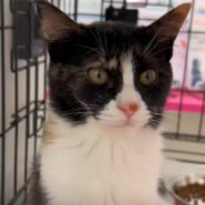 好奇心旺盛甘えん坊あんちゃん