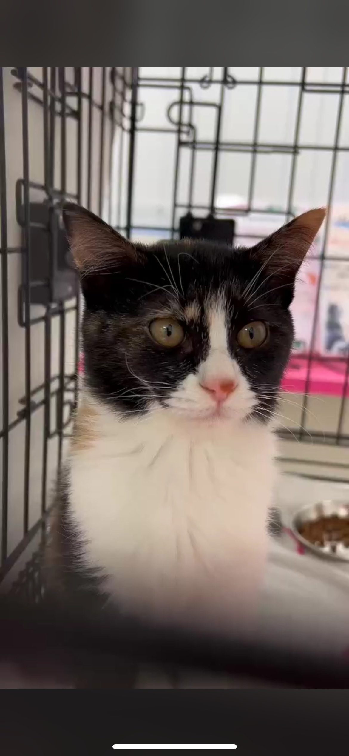 好奇心旺盛甘えん坊あんちゃん