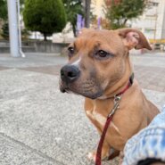 6ヶ月のピットブル オス