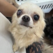 甘えん坊なチワワくん