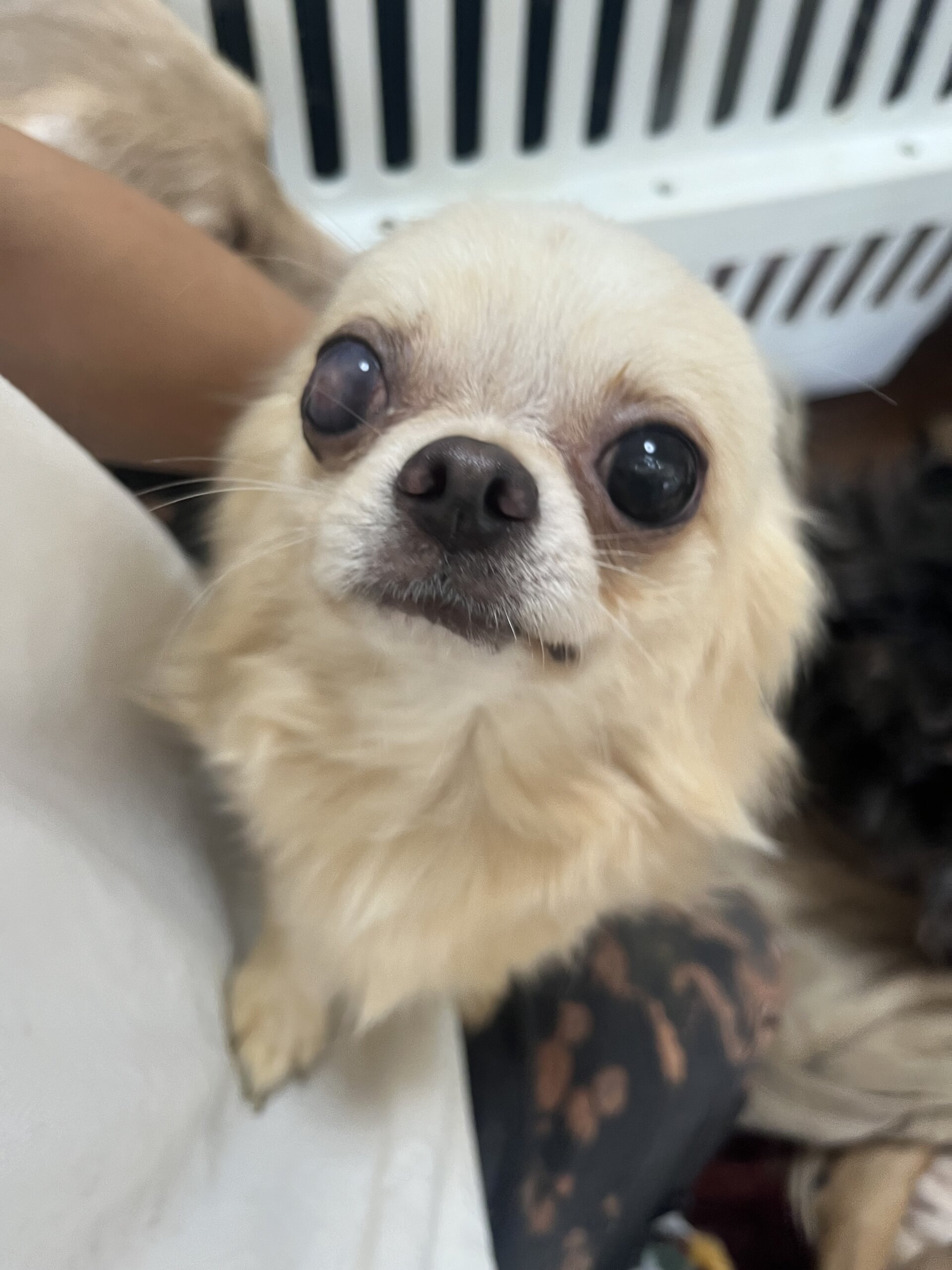 甘えん坊なチワワくん