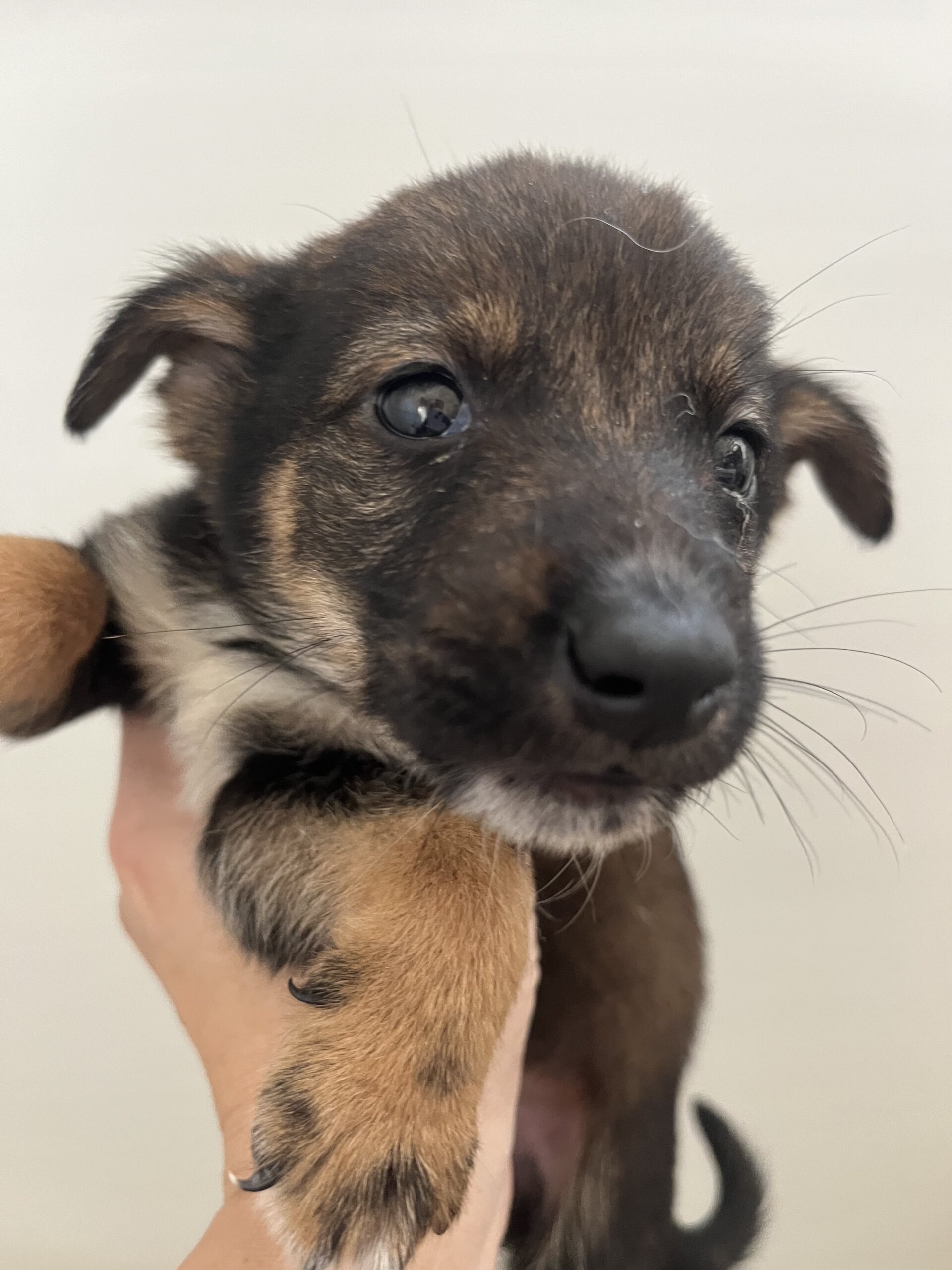 生後1ヶ月半くらいの可愛い子犬ちゃん