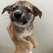 生後１ヶ月半くらい甘えん坊さん