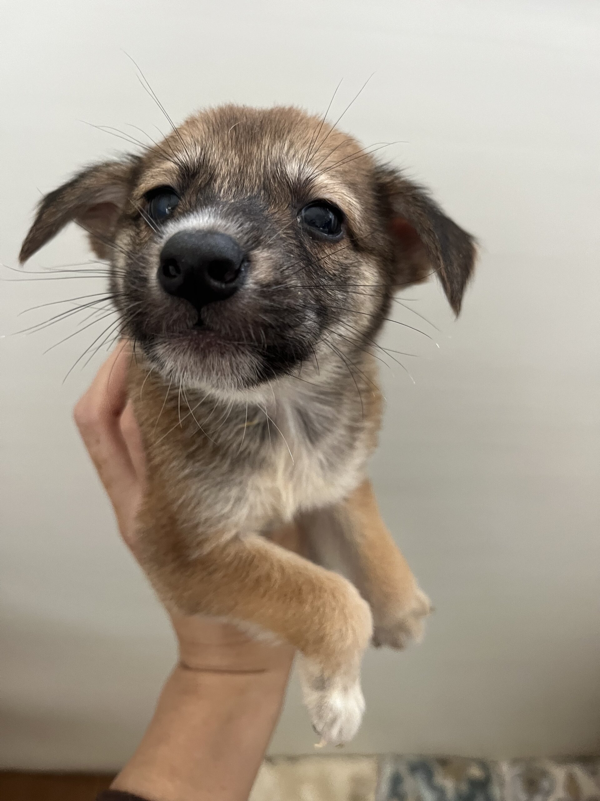 生後１ヶ月半くらい甘えん坊さん