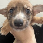 生後１ヶ月半くらいの子犬君