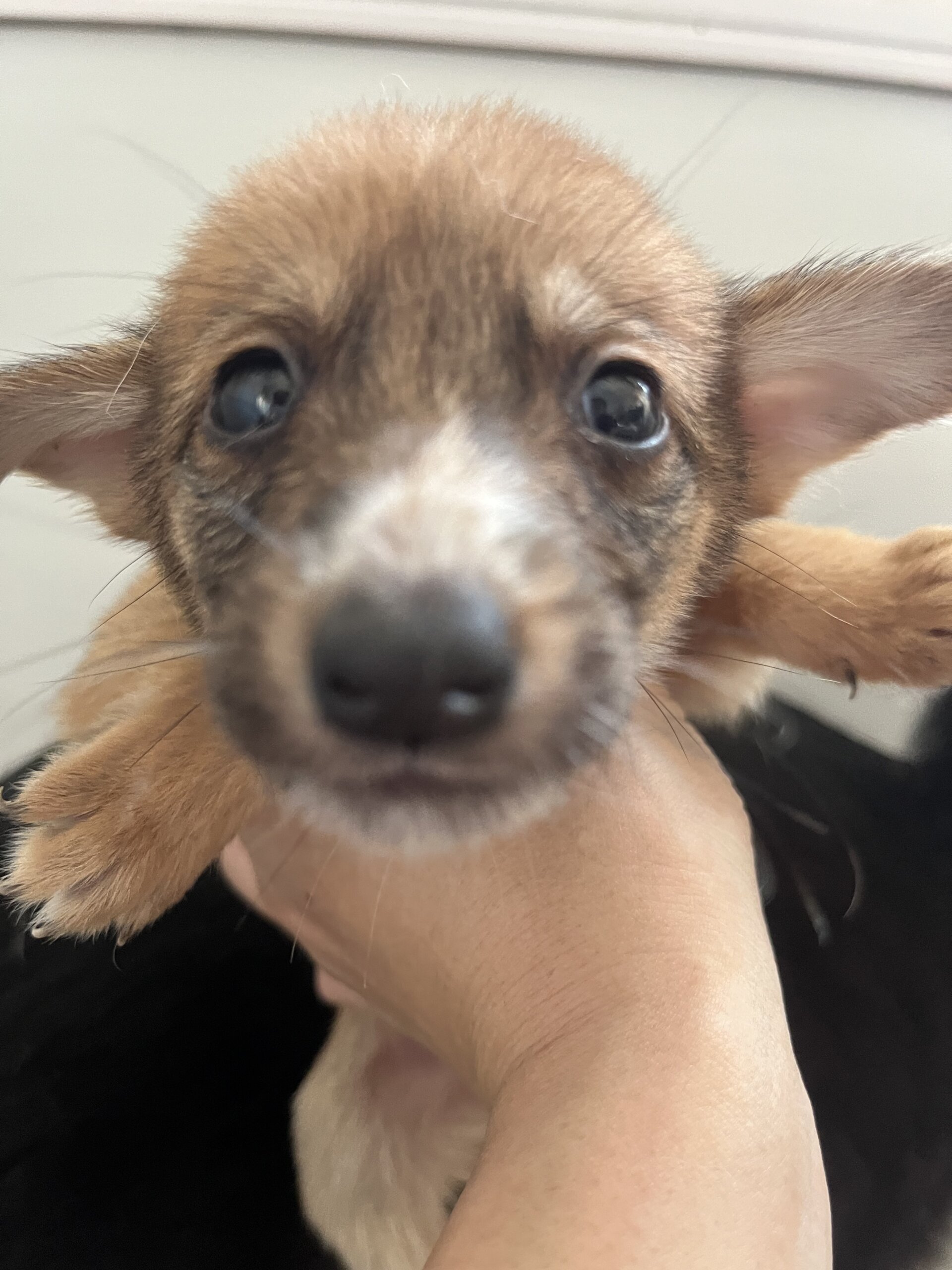 生後１ヶ月半くらいの子犬君