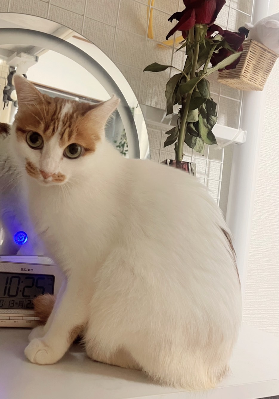 とても美人な女の子