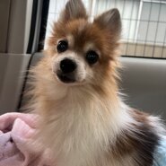 小さなポメラニアンの女の子