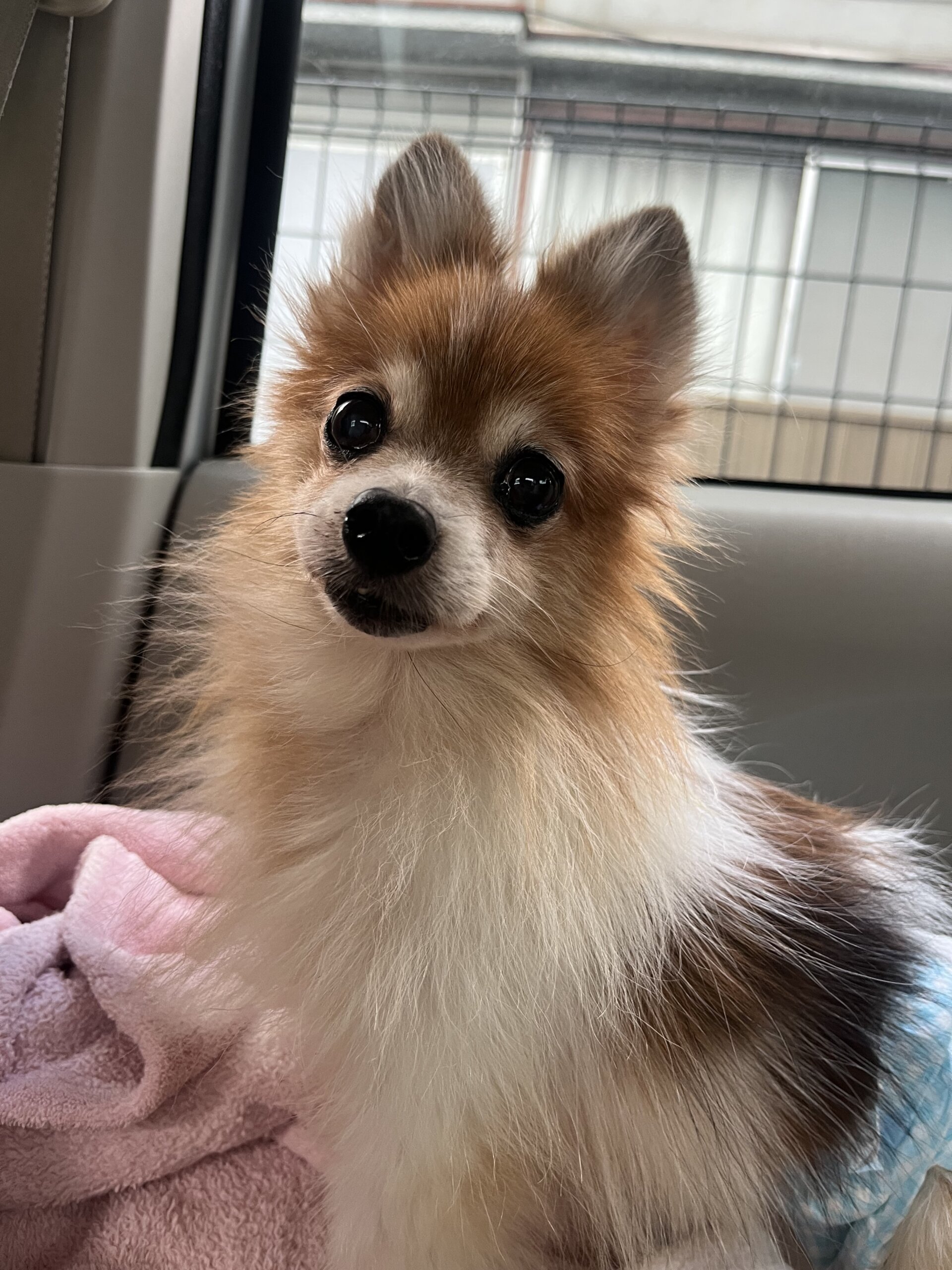 小さなポメラニアンの女の子