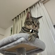 ☆イケメン顔の黒キジ猫☆オス2才☆遠方可能☆