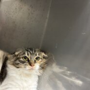 ビビリなこはくちゃん(11/24譲渡会)