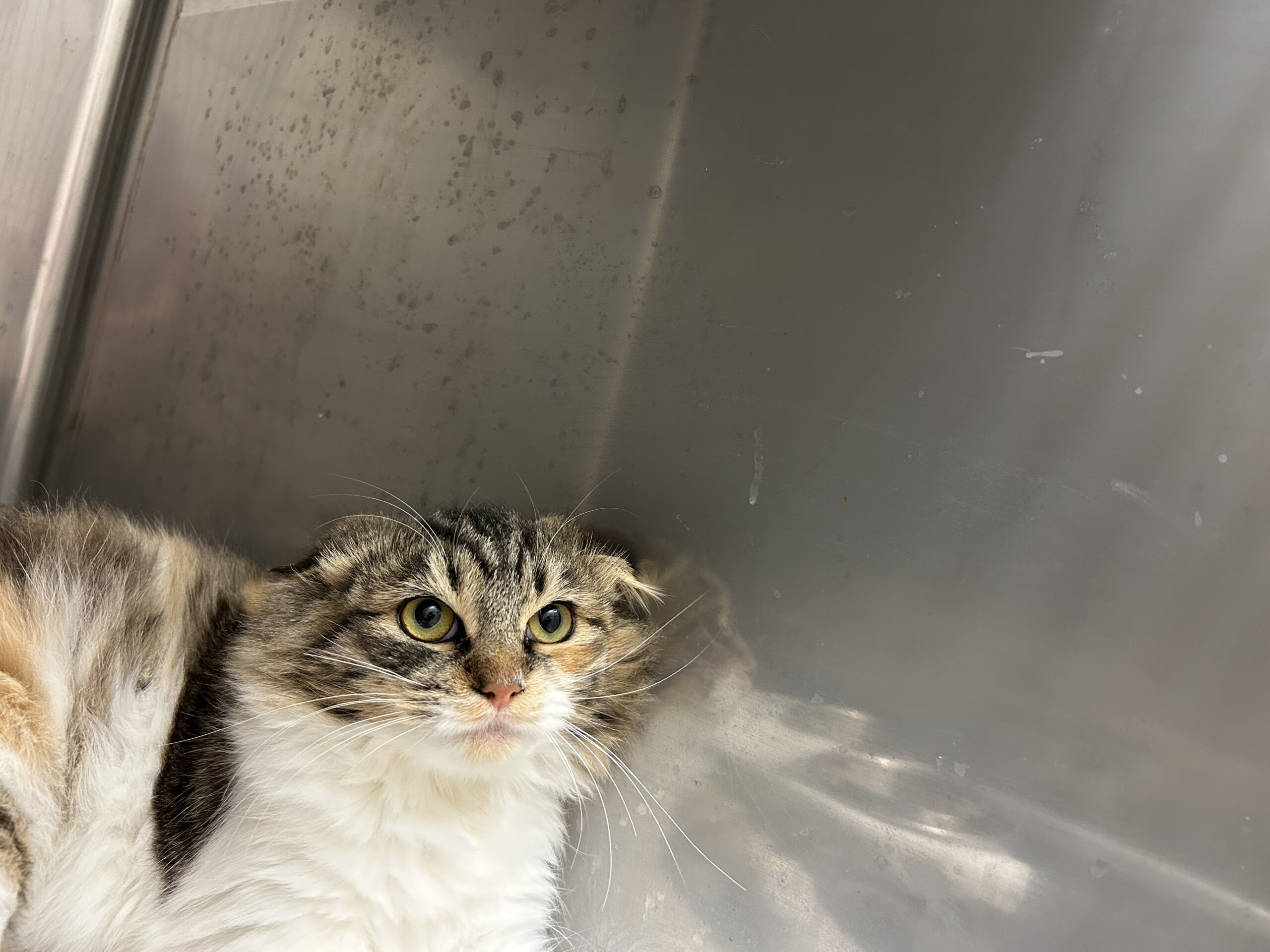 ビビリなこはくちゃん(11/24譲渡会)