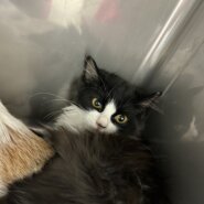 ハチワレ長毛フィガロちゃん(11/24譲渡会)