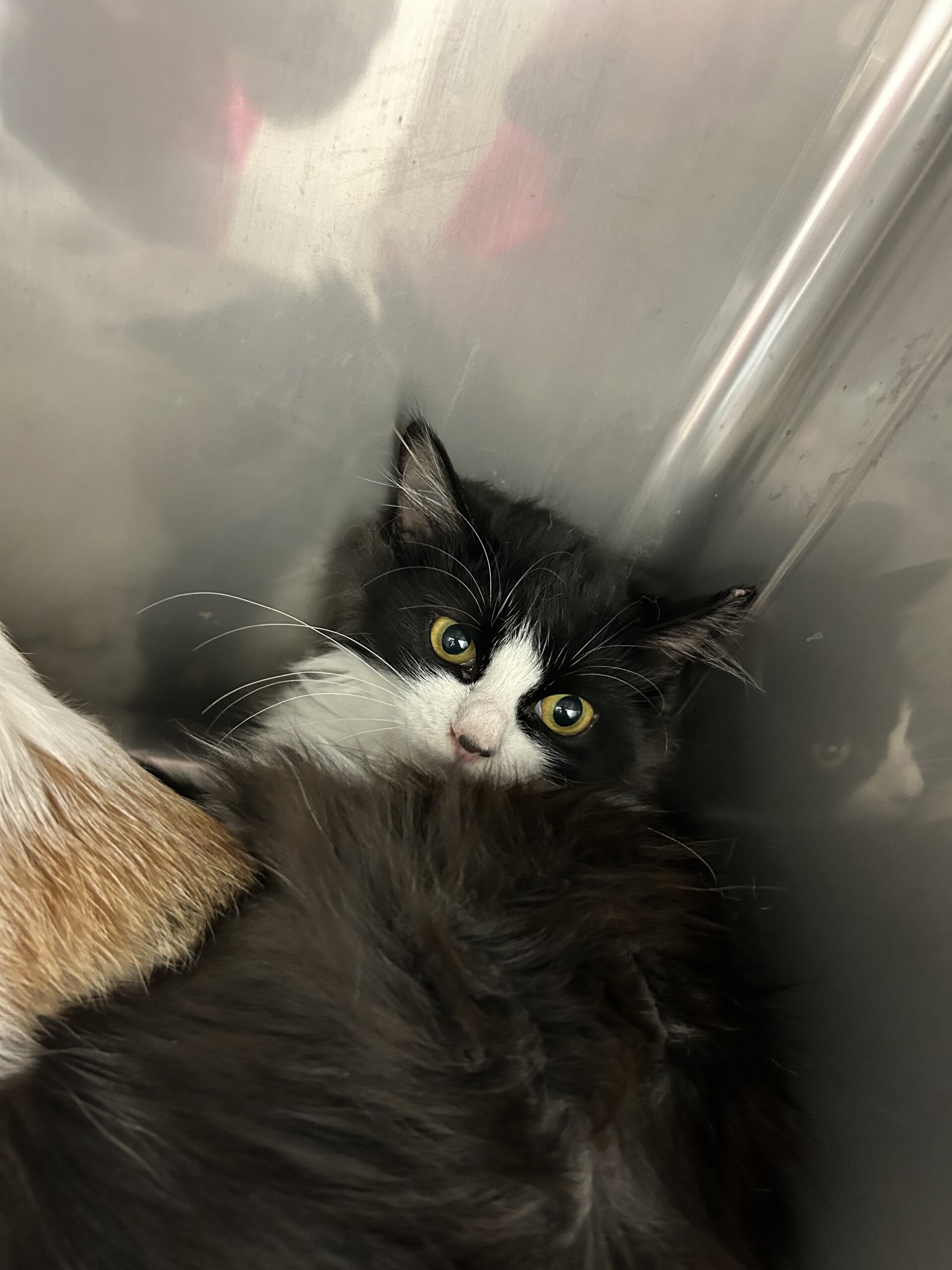 ハチワレ長毛フィガロちゃん(11/24譲渡会)