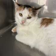 おっとり大人しいマリーちゃん(11/24譲渡会)