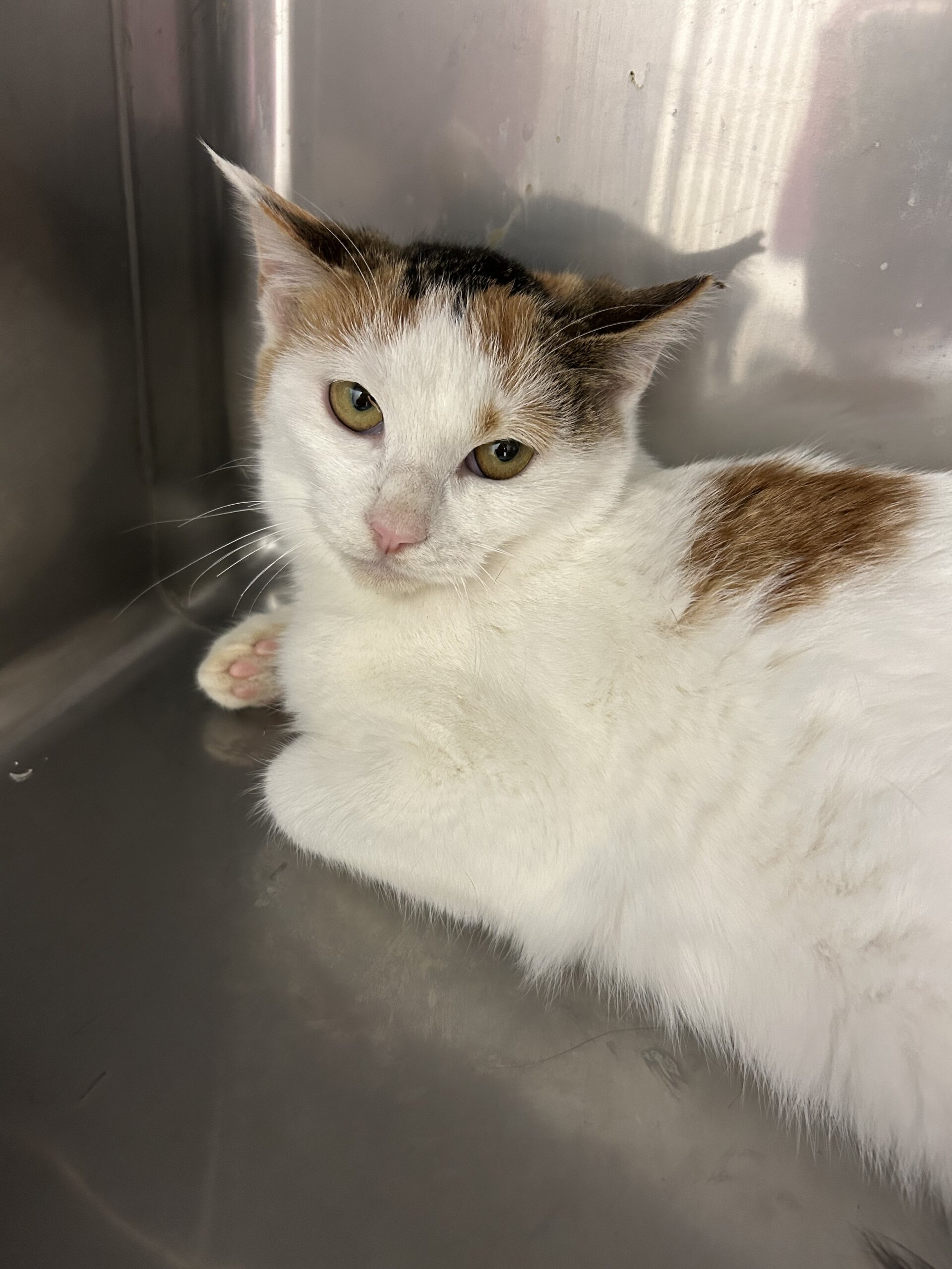 おっとり大人しいマリーちゃん(11/24譲渡会)