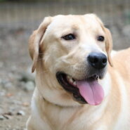 元気なラブラドールの男の子！