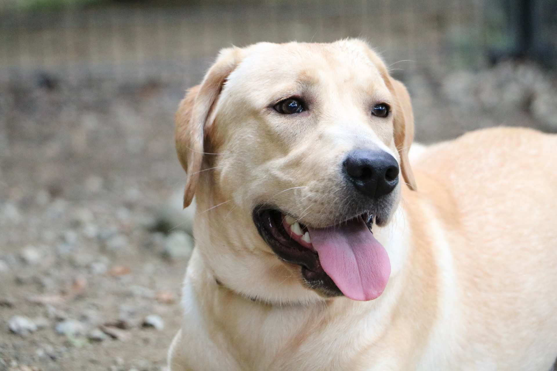 元気なラブラドールの男の子！