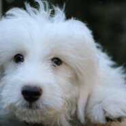 とっても可愛いスタンプーミックス!