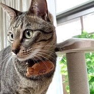 ☆とても可愛い男の子☆人懐っこいです☆オス2才💛