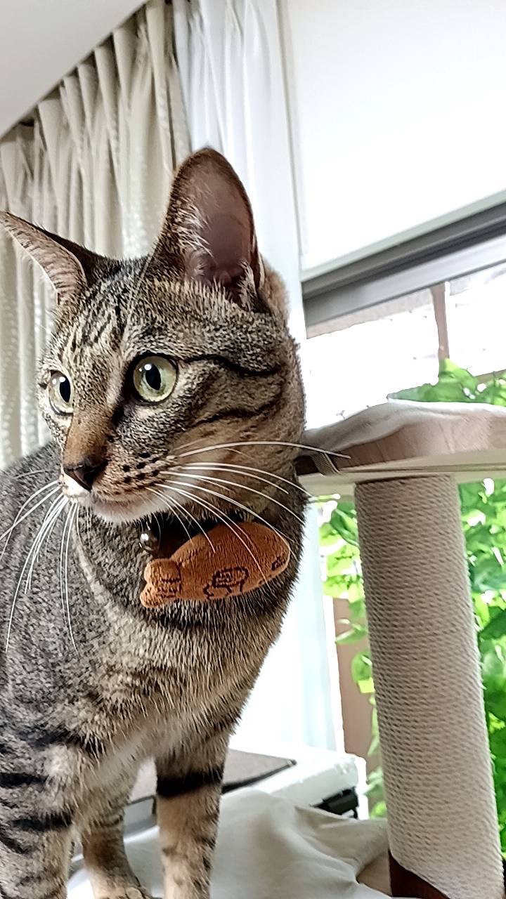 ☆とても可愛い男の子☆人懐っこいです☆オス２才💛