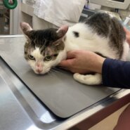 2017年4月生まれの男の子