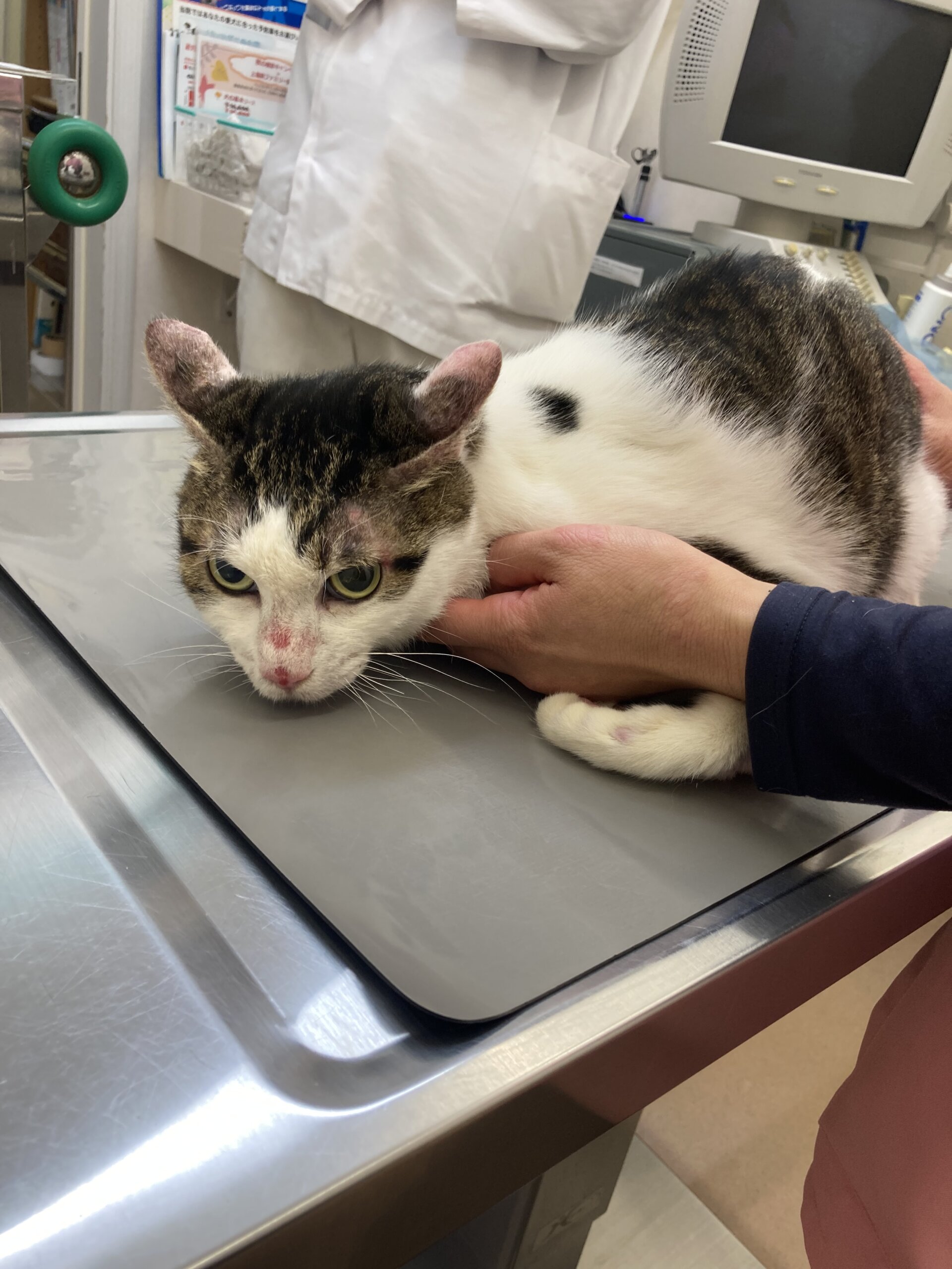 2017年4月生まれの男の子　らんまです！