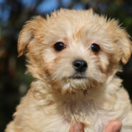 とってもかわいいミックスの男の子！