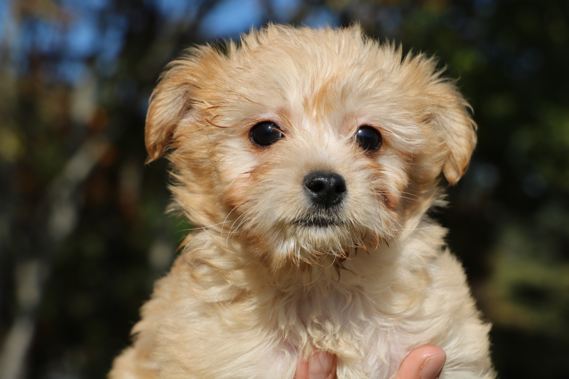 とってもかわいいミックスの男の子！