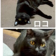 緊急で里親を探しています！