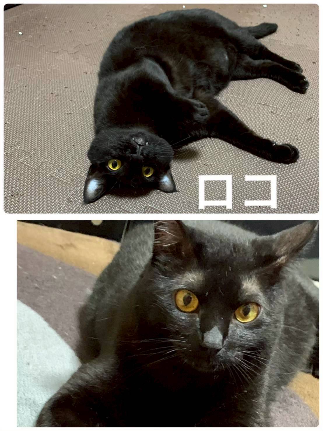 緊急で里親を探しています！