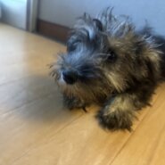 ミニチュアシュナウザー