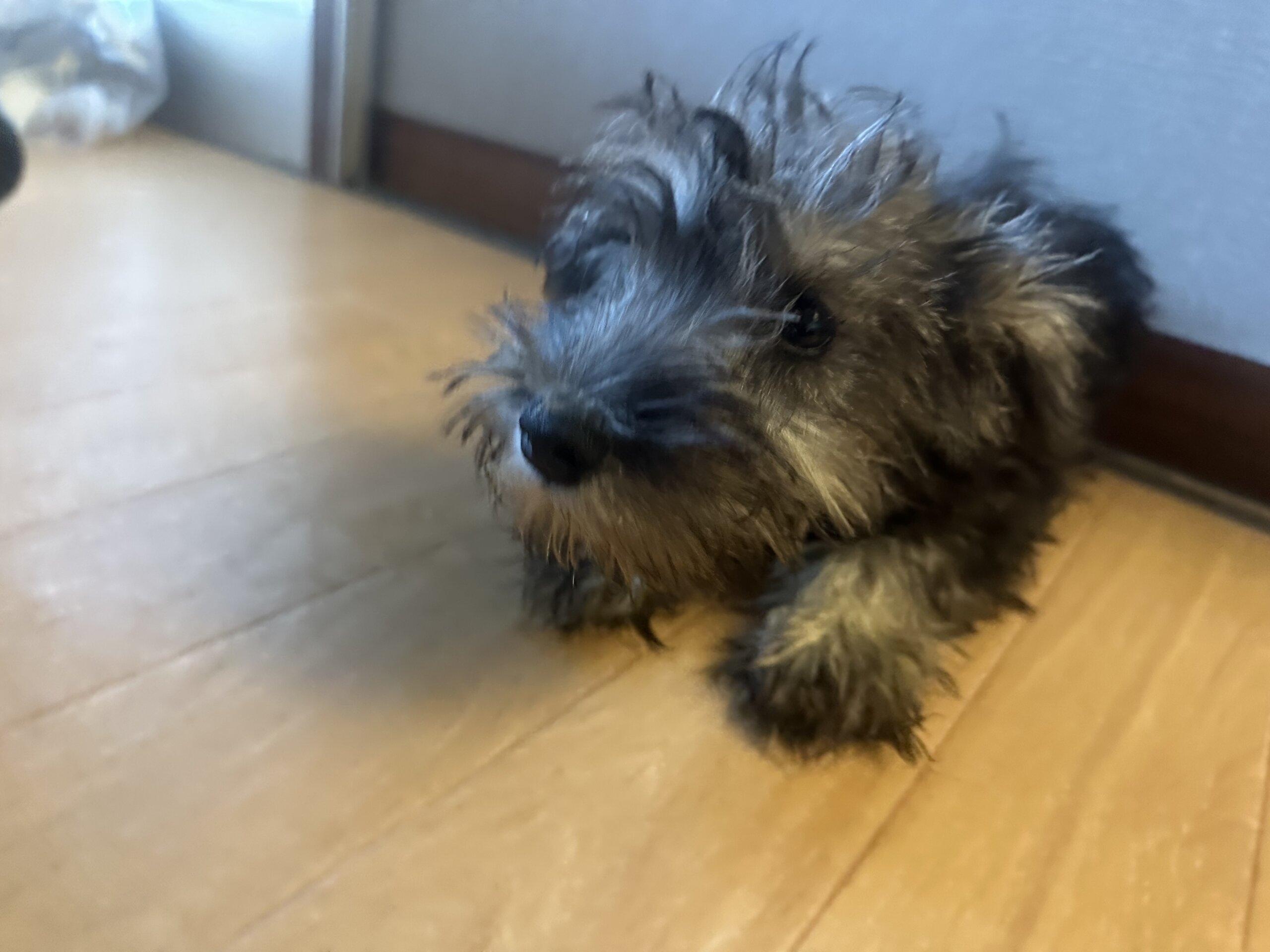 ミニチュアシュナウザー