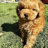 タイニープードル　2ヶ月