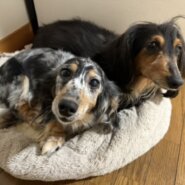 ダックスの親子